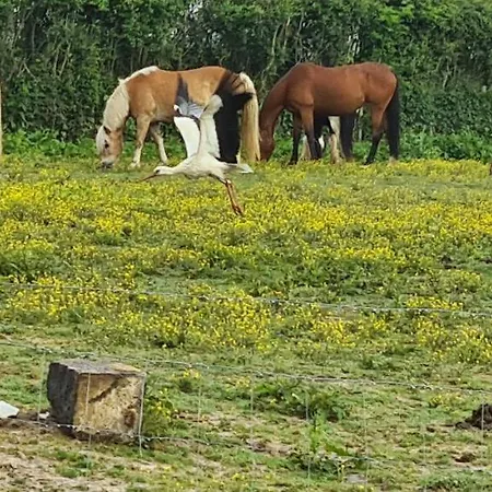 Sensup A 5min De Pairi Daiza Bed & Breakfast 3*